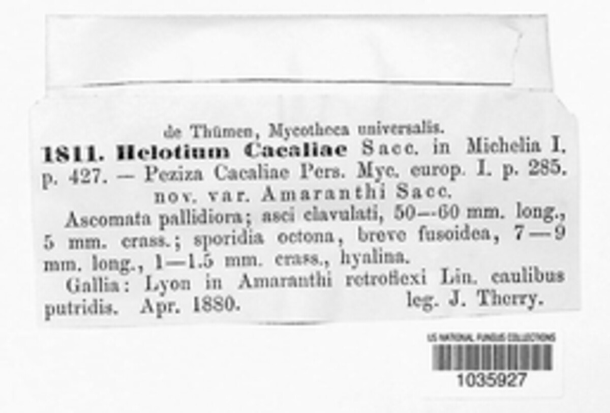 Cyathicula cyathoidea image